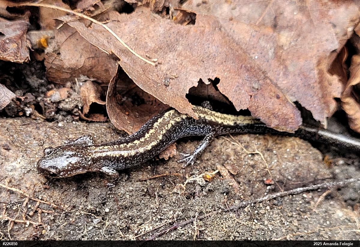 Eastern Red-backed  Salamander