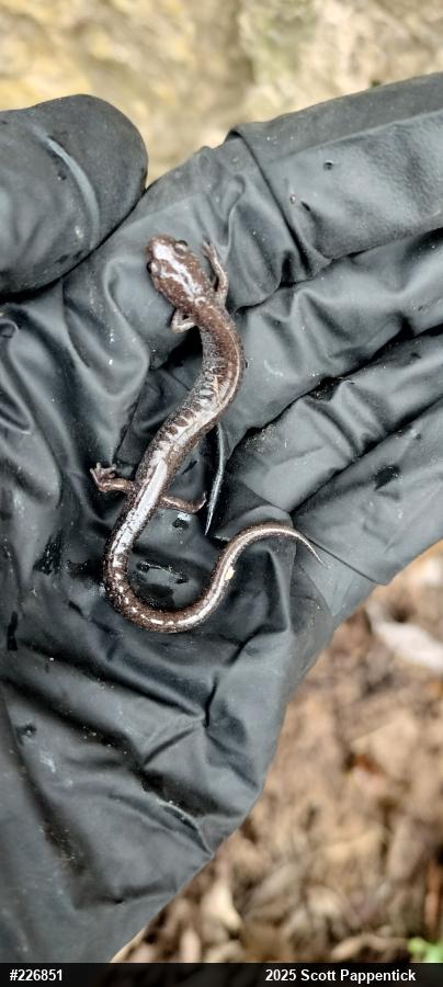 Eastern Red-backed  Salamander