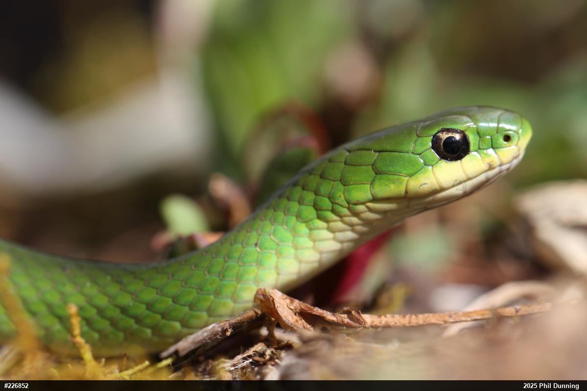Smooth Greensnake