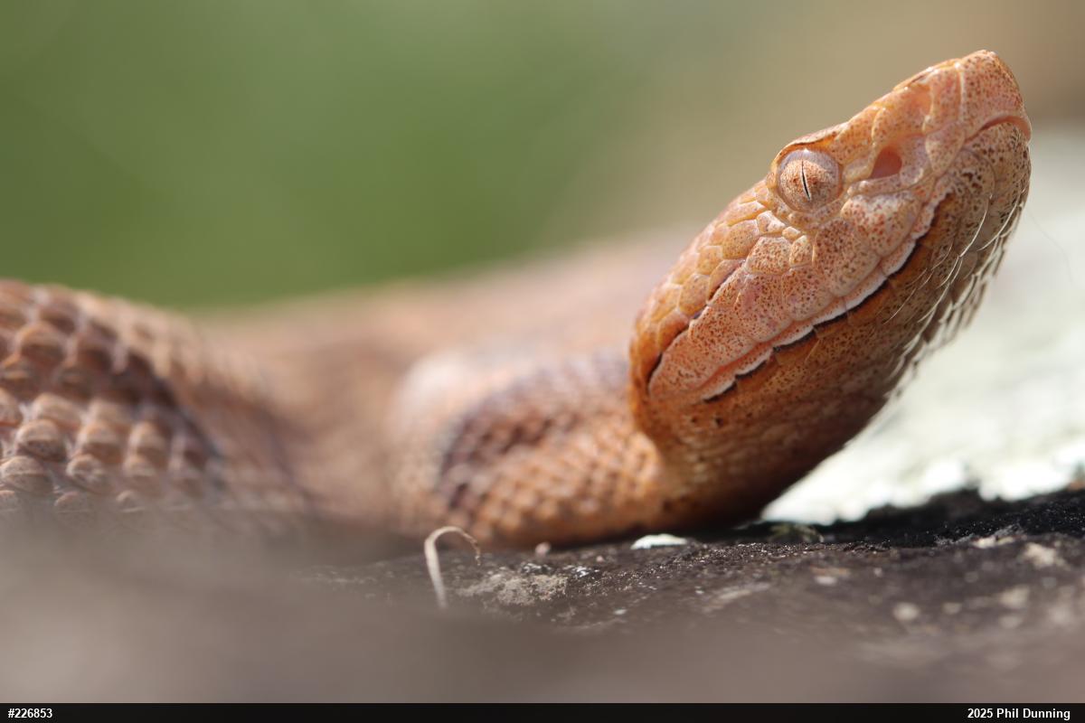 Northern Copperhead