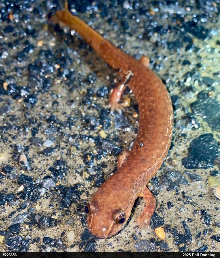 Northern Spring Salamander
