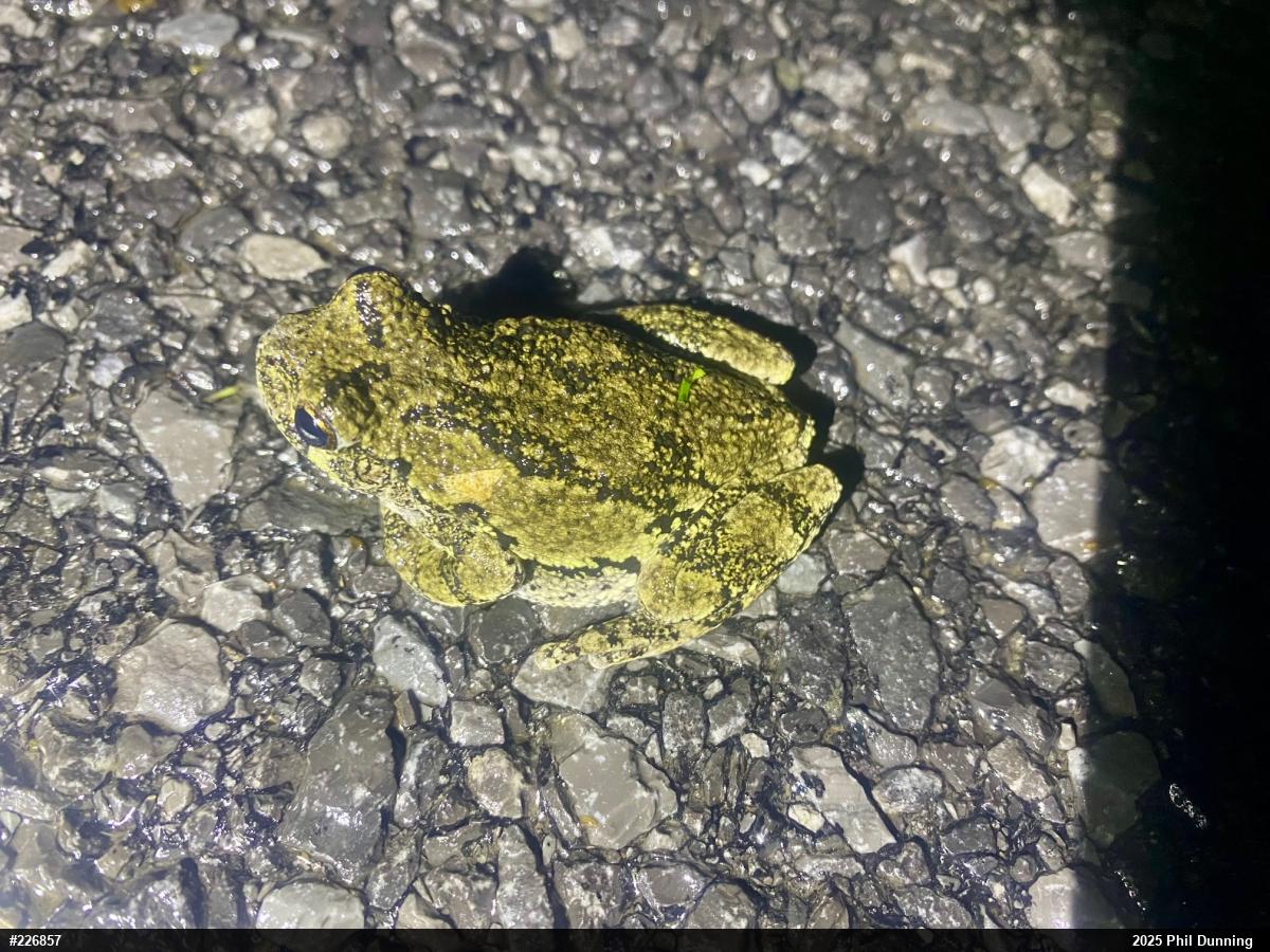Unknown Gray Treefrog