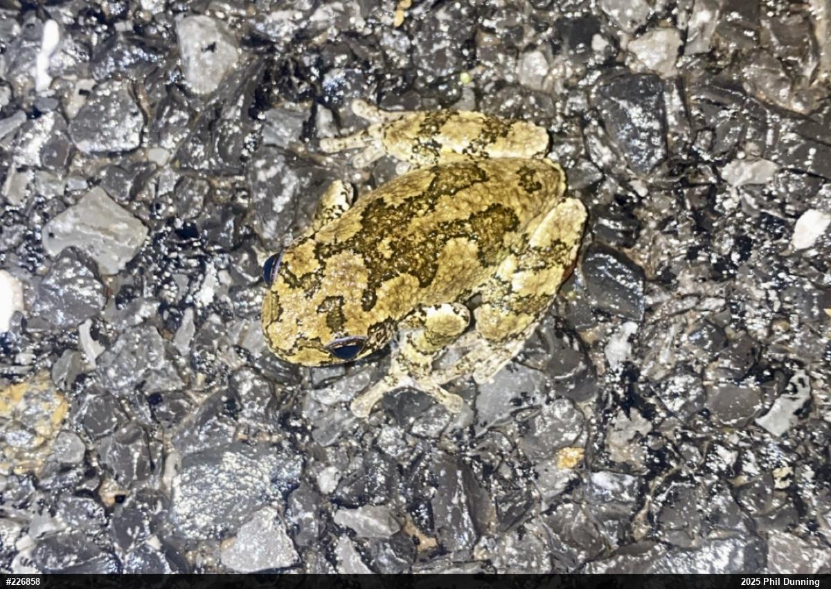 Unknown Gray Treefrog