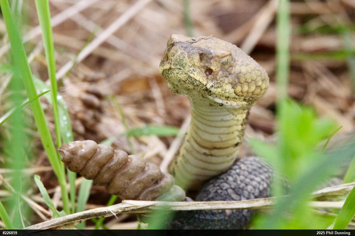 Timber Rattlesnake