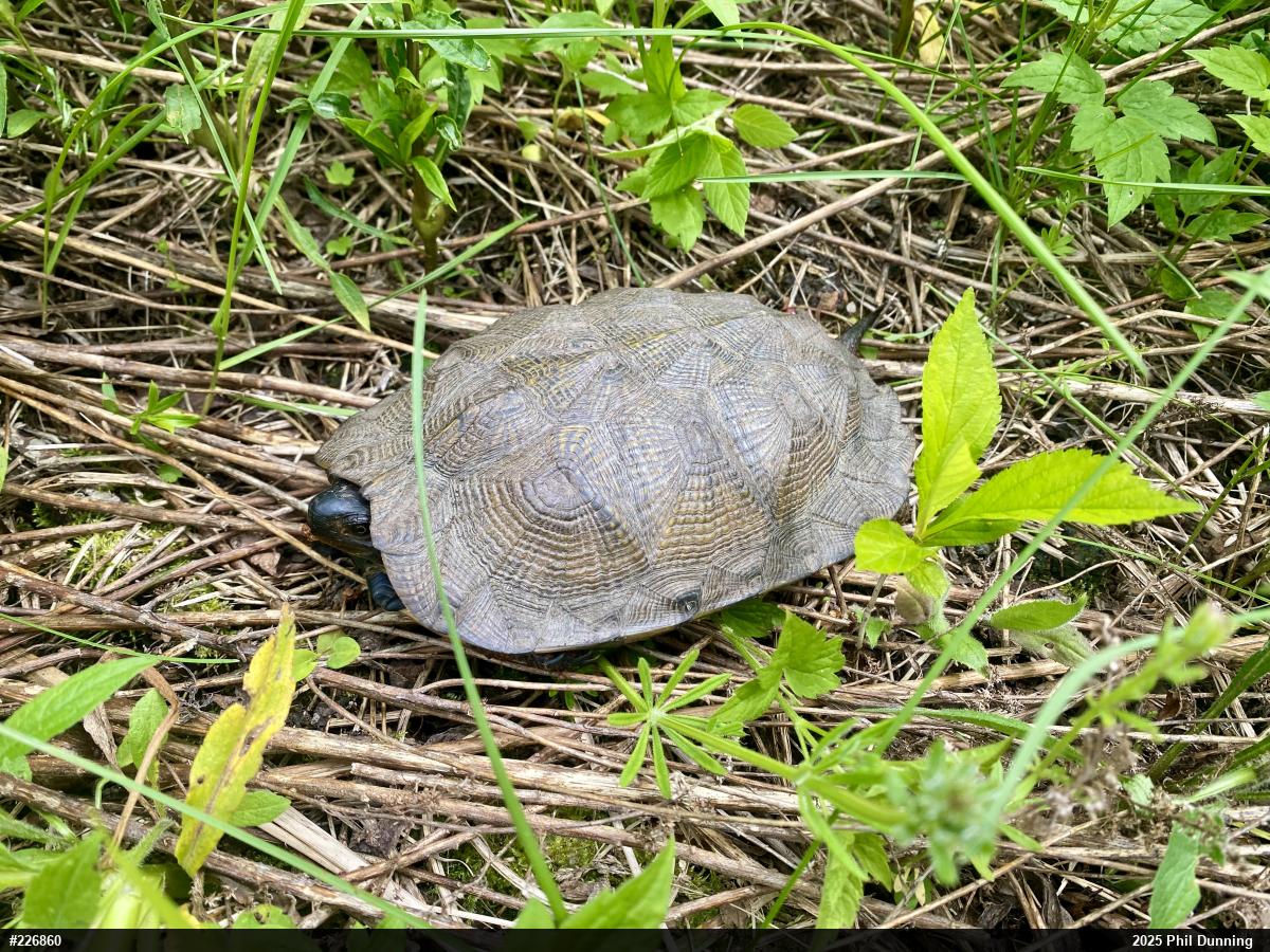 Wood Turtle