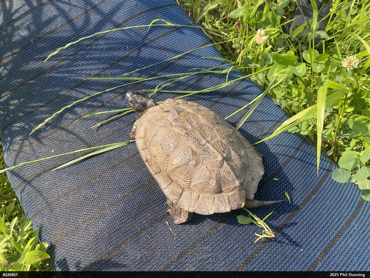 Wood Turtle