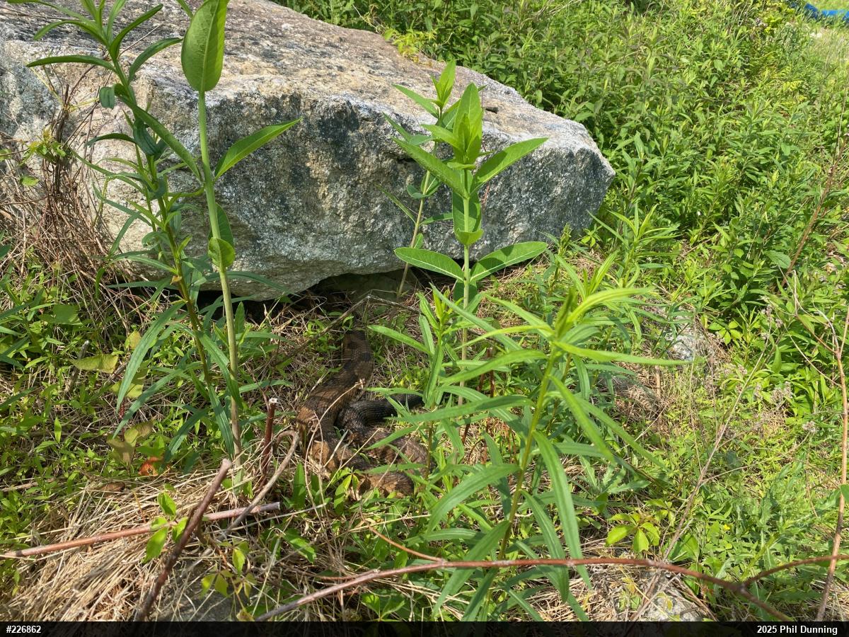 Timber Rattlesnake