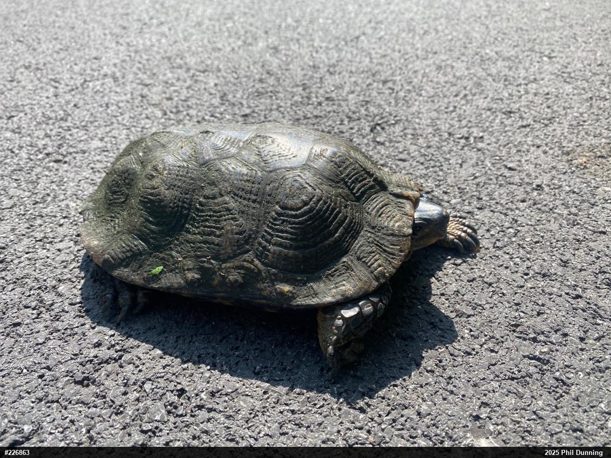 Wood Turtle