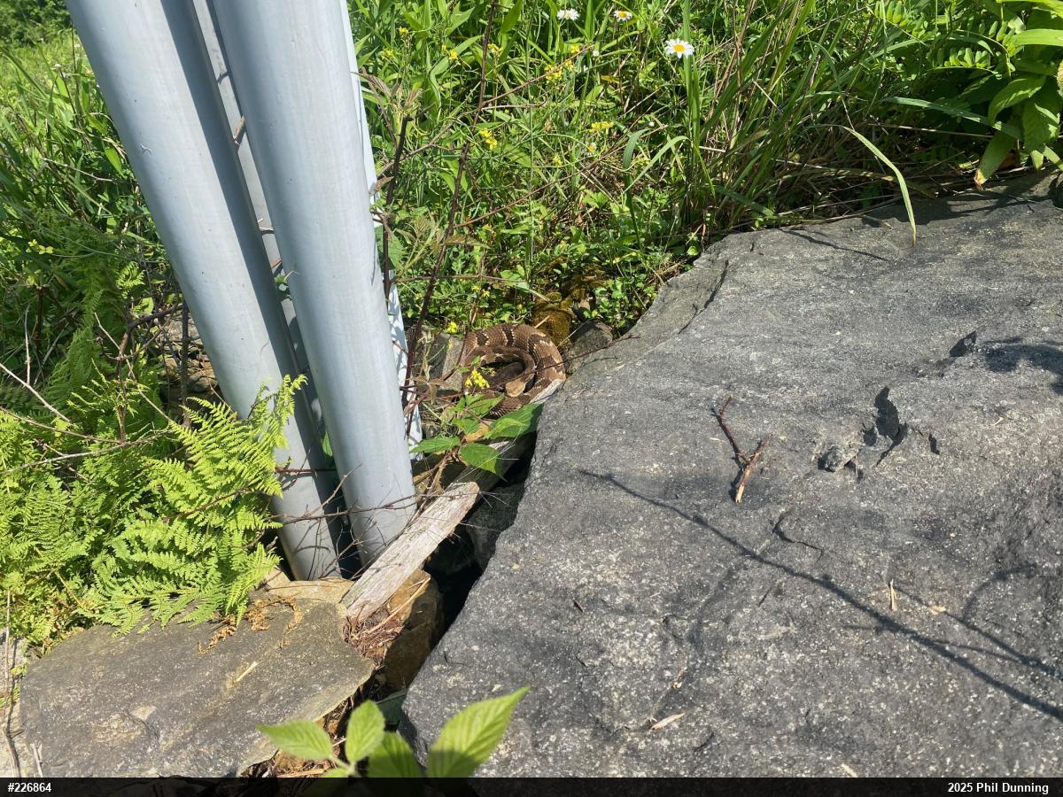 Timber Rattlesnake