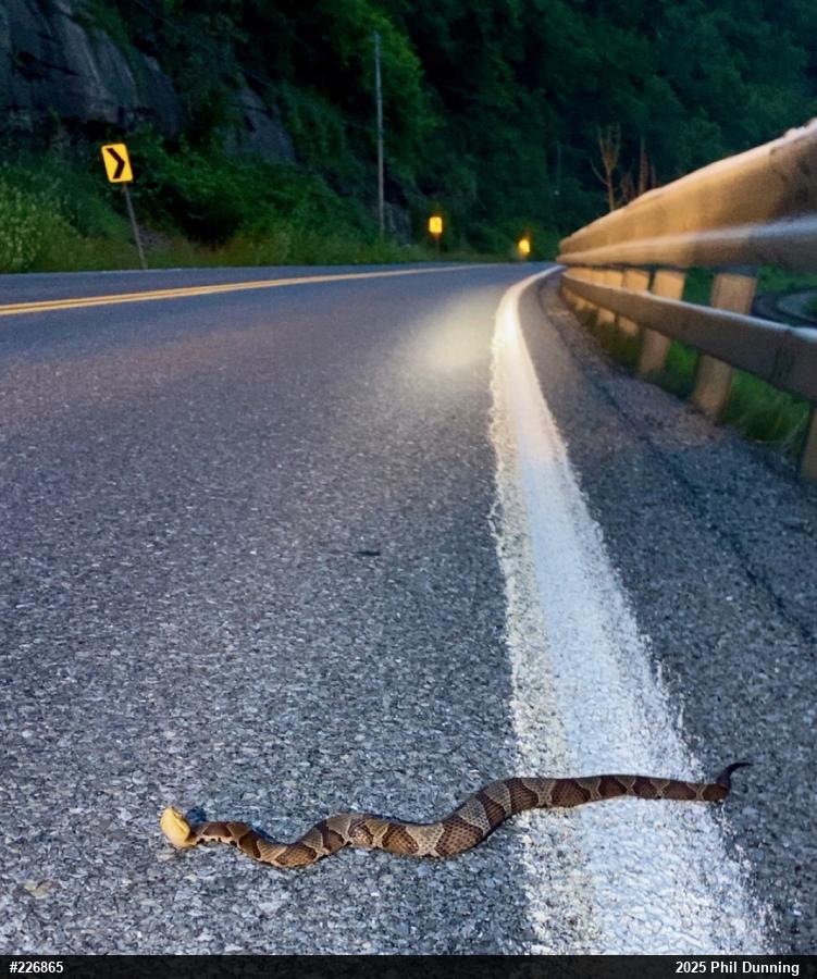 Northern Copperhead