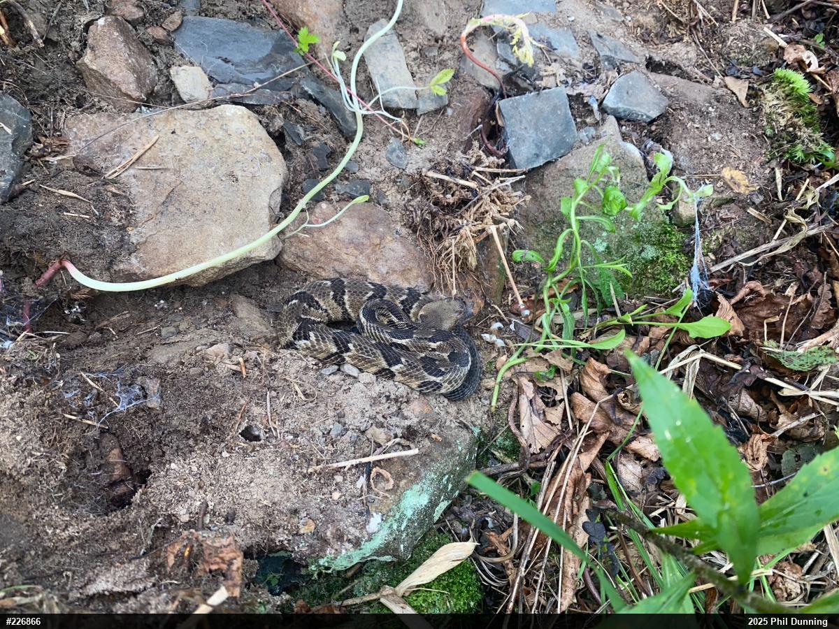 Timber Rattlesnake