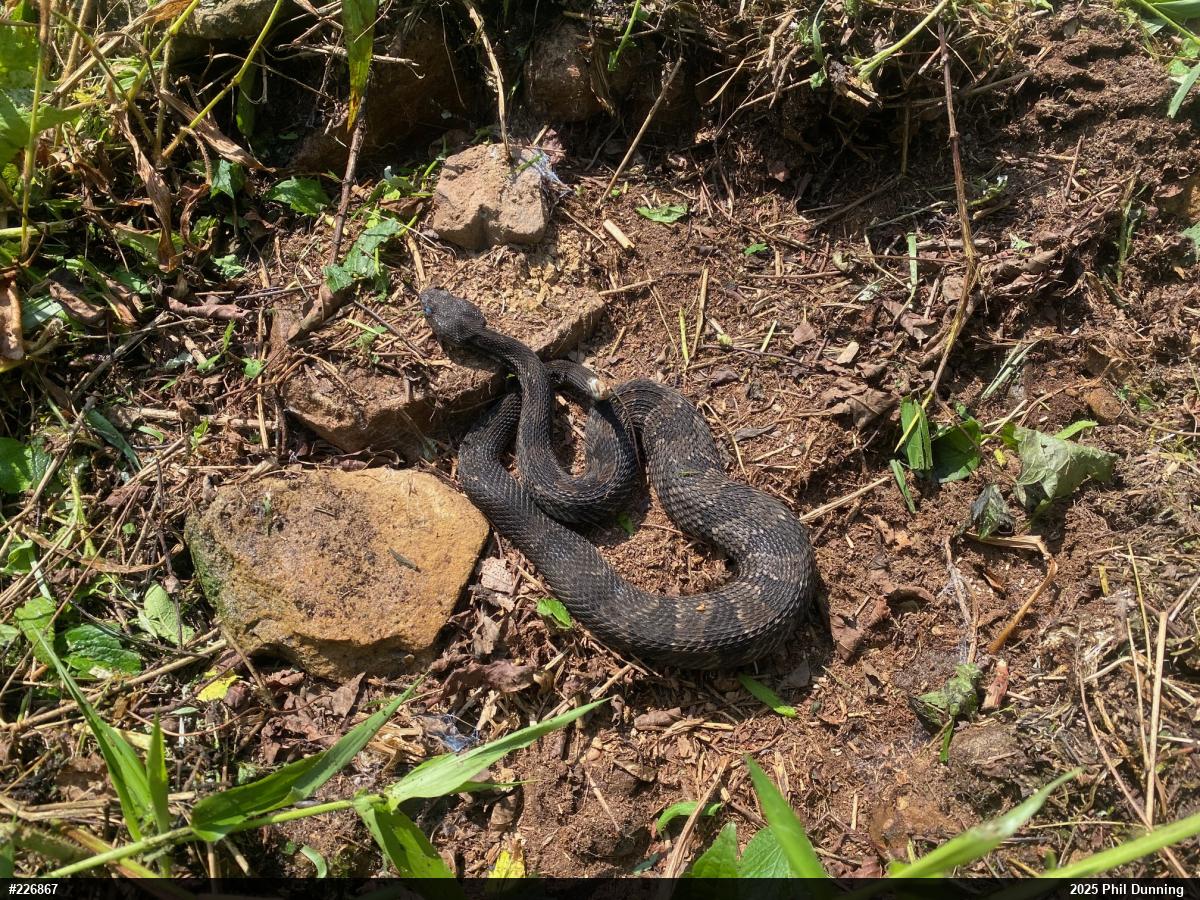 Timber Rattlesnake