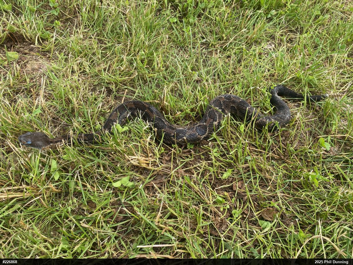 Timber Rattlesnake