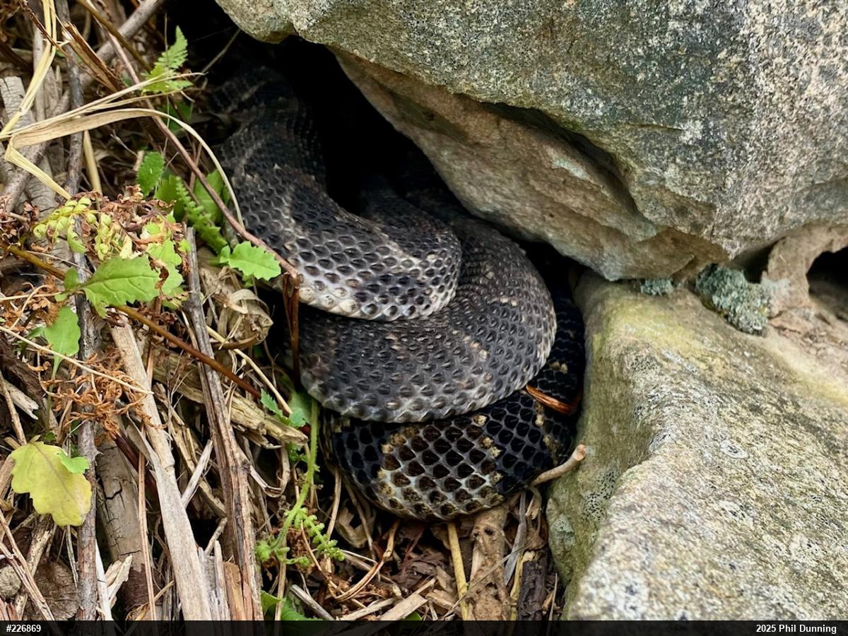 Timber Rattlesnake