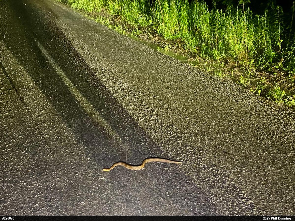 Northern Copperhead
