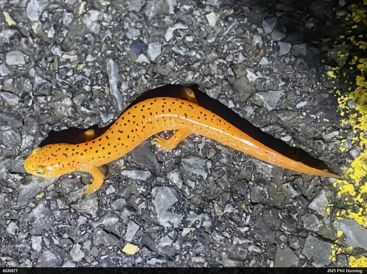 Northern Red Salamander