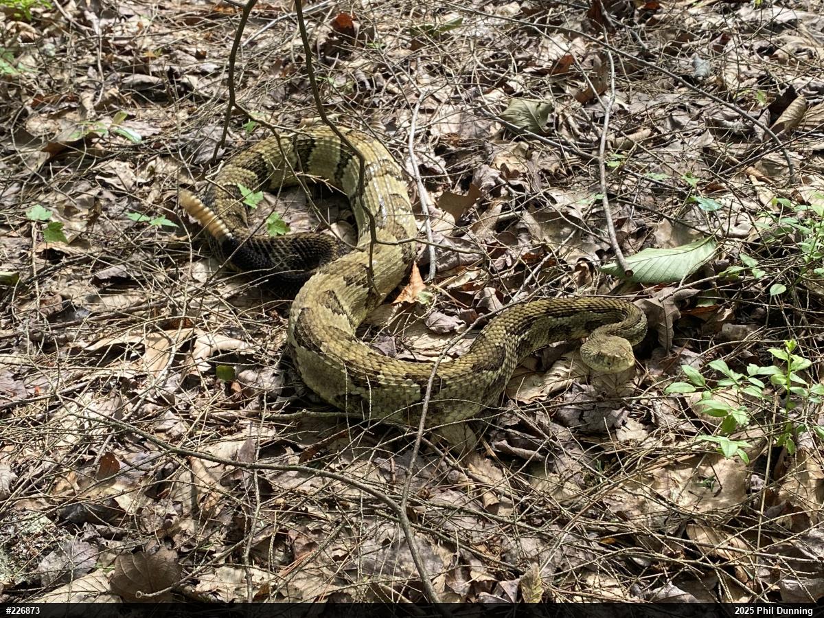 Timber Rattlesnake