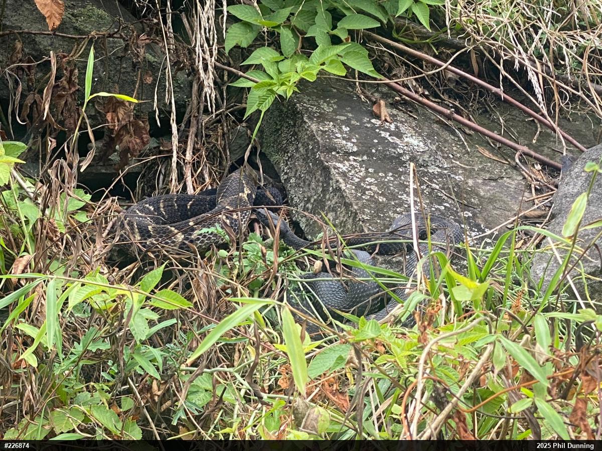 Timber Rattlesnake