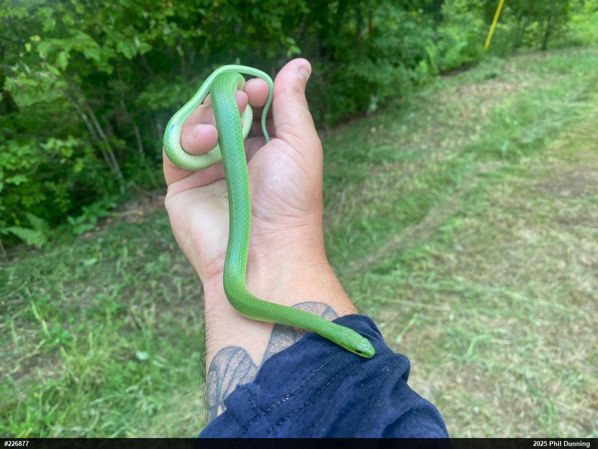 Smooth Greensnake