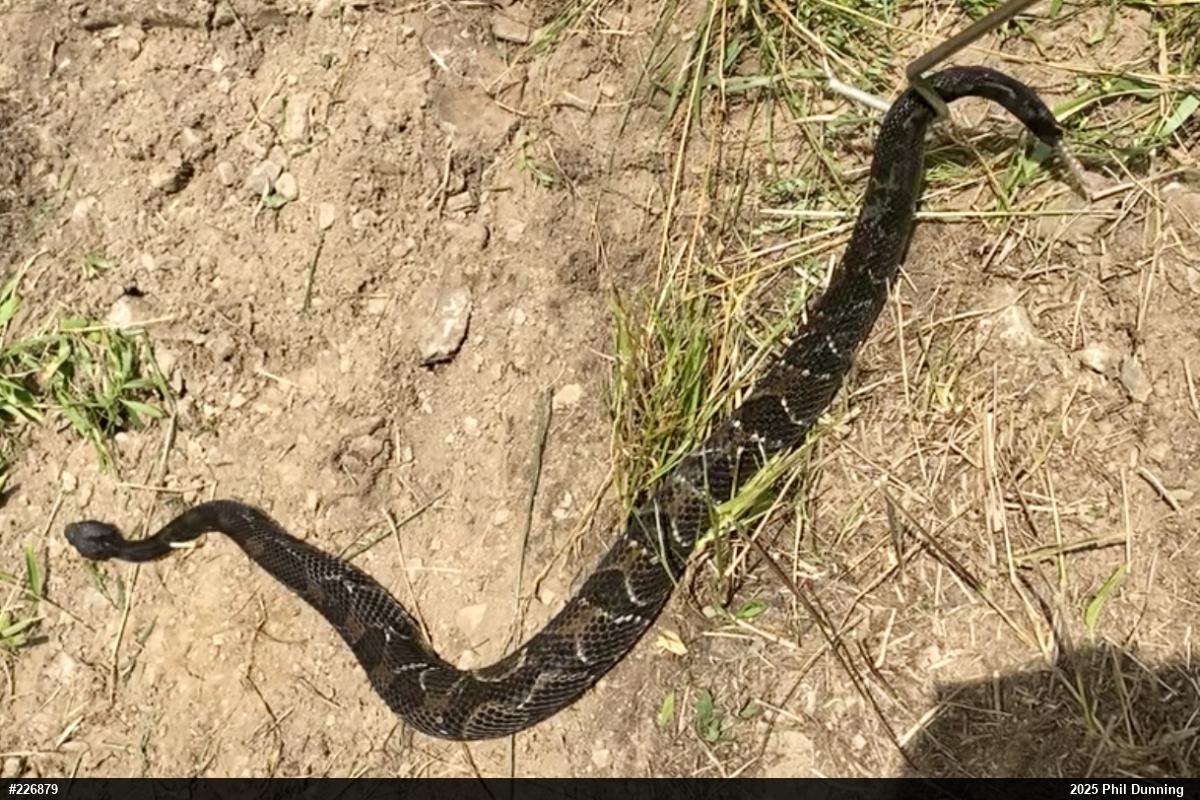 Timber Rattlesnake