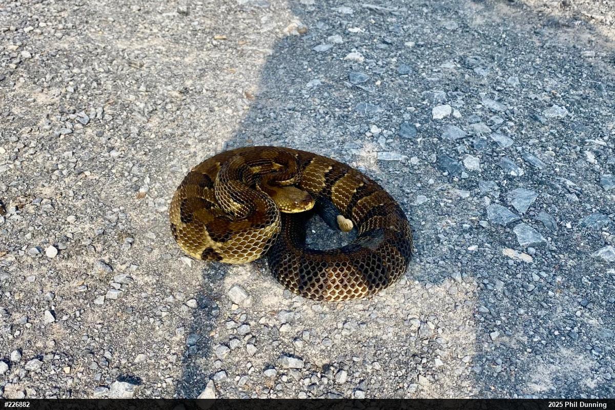 Timber Rattlesnake