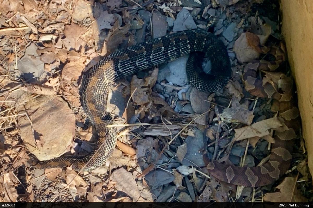 Northern Copperhead