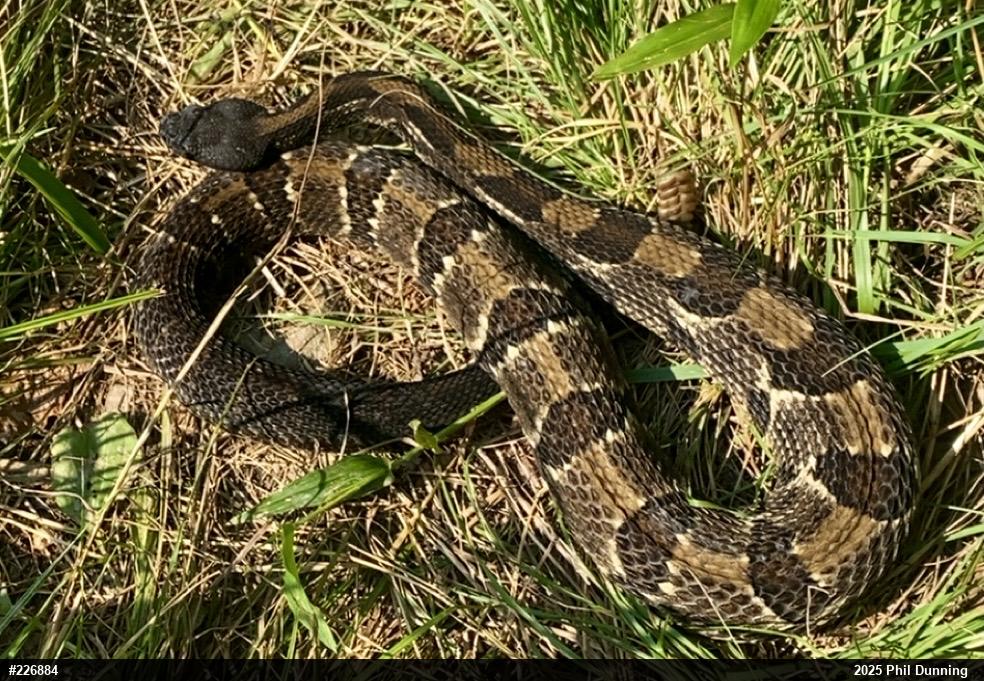 Timber Rattlesnake