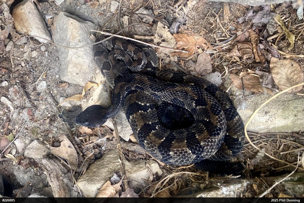 Timber Rattlesnake