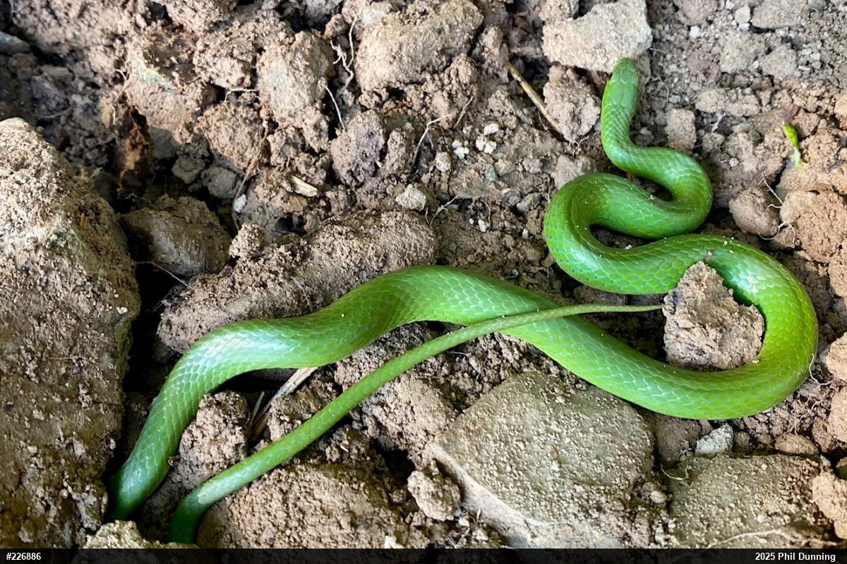 Smooth Greensnake