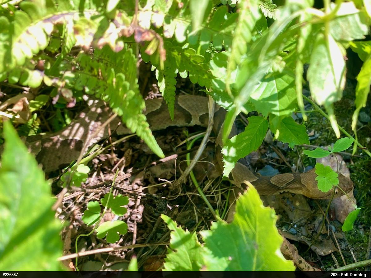 Northern Copperhead