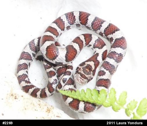 Eastern Milksnake