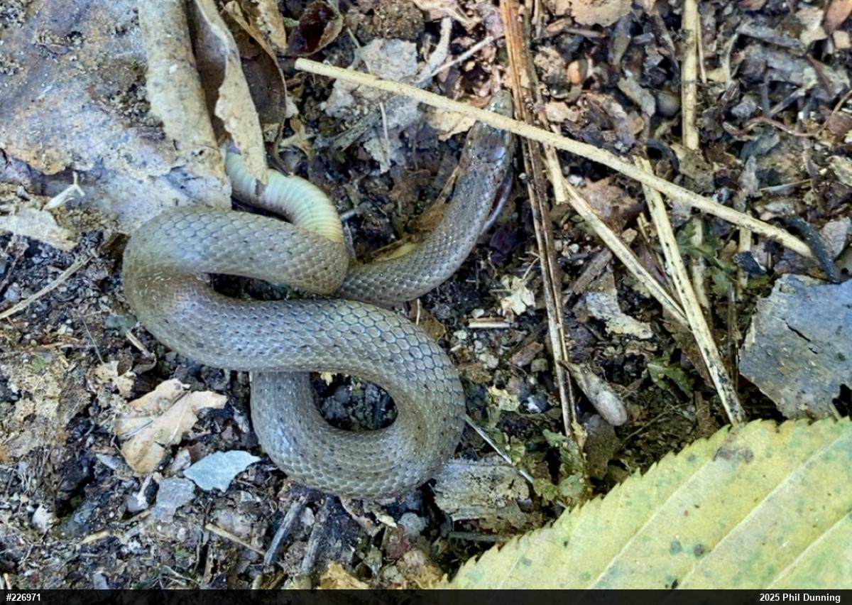 Mountain Earthsnake