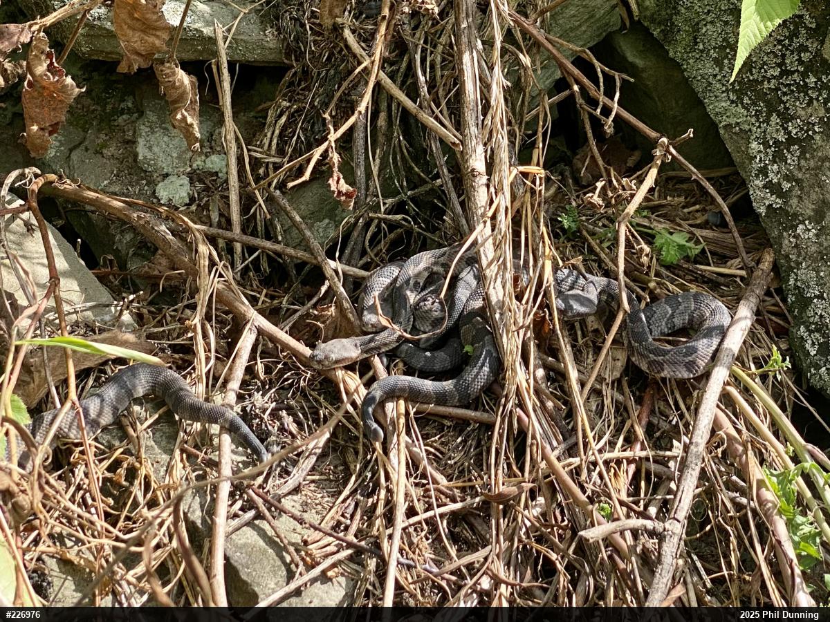 Timber Rattlesnake