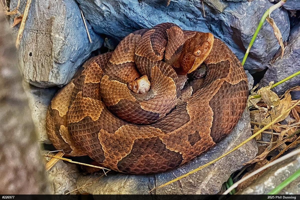 Northern Copperhead