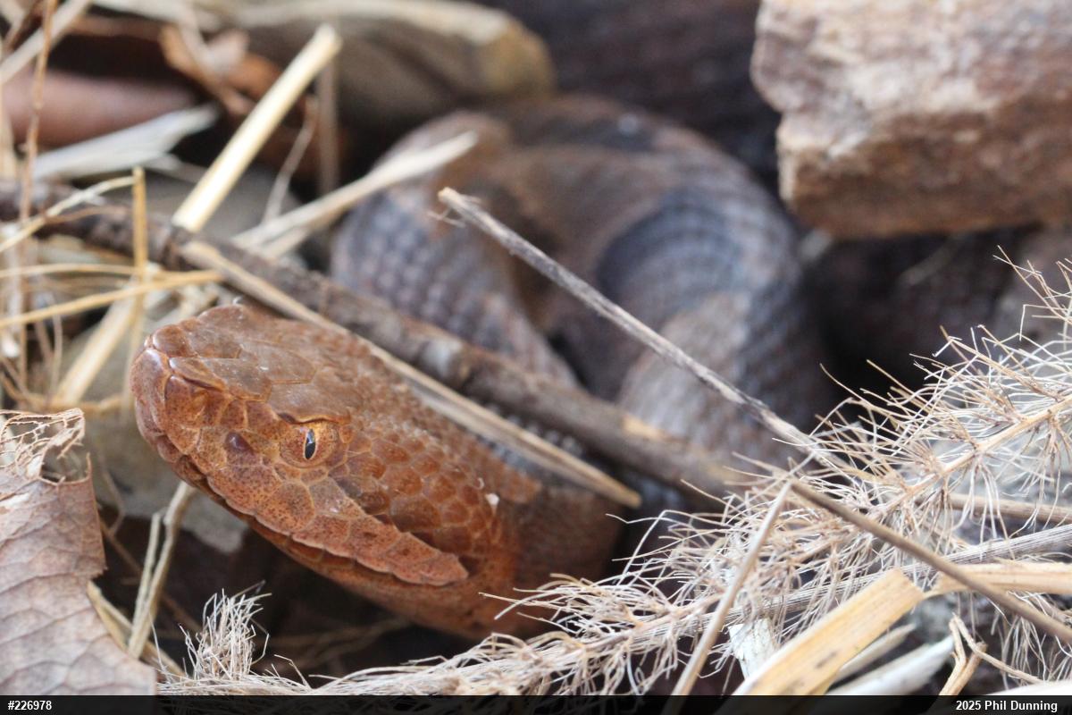 Northern Copperhead