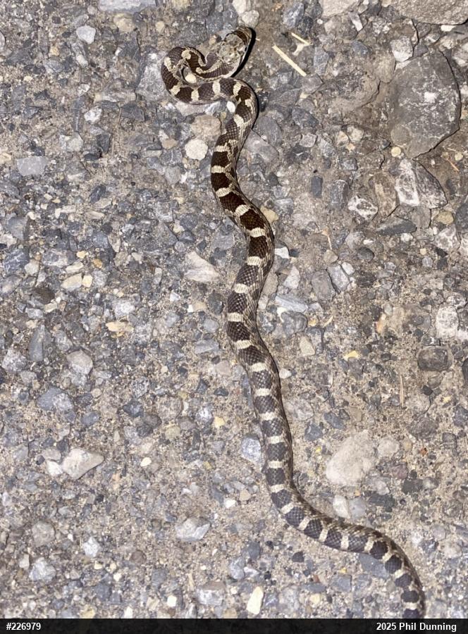 Eastern Ratsnake