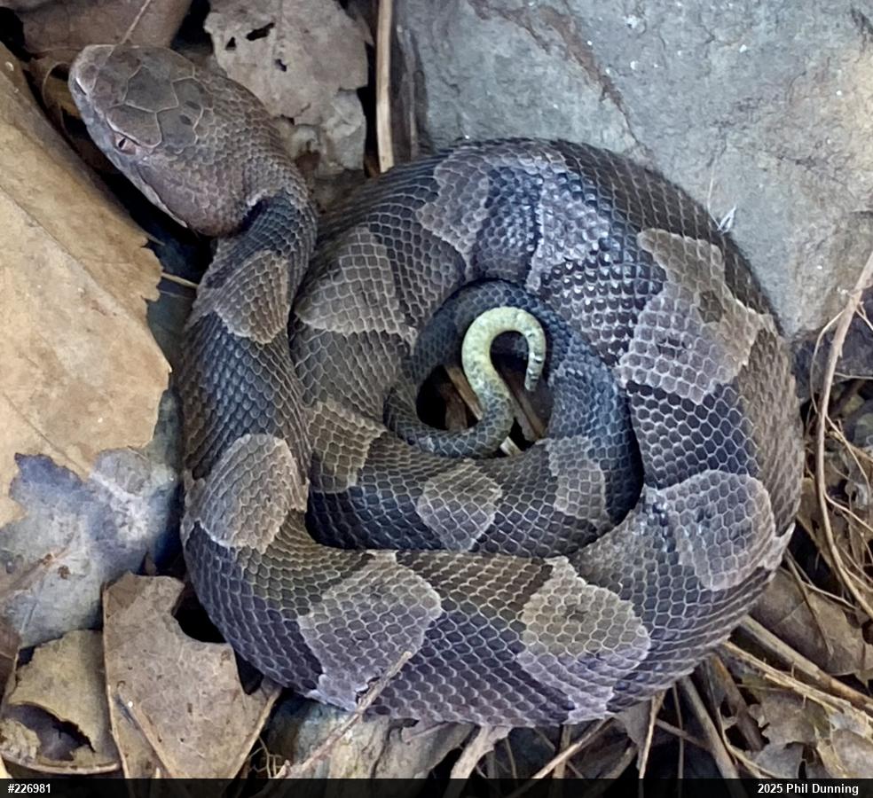 Northern Copperhead
