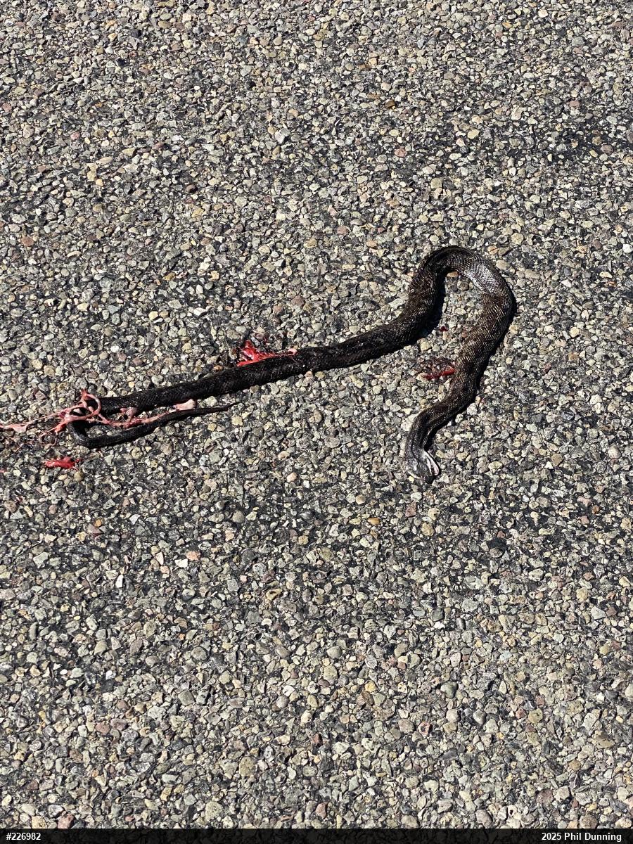 Eastern Ratsnake