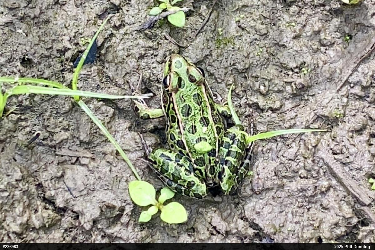 Northern Leopard Frog