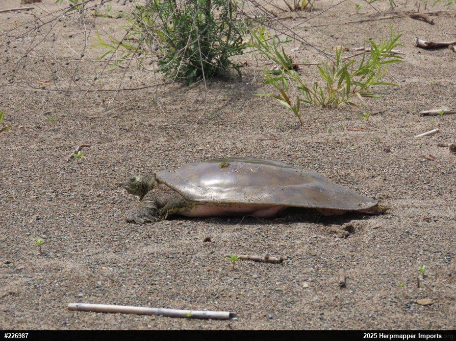 Eastern Spiny Softshell