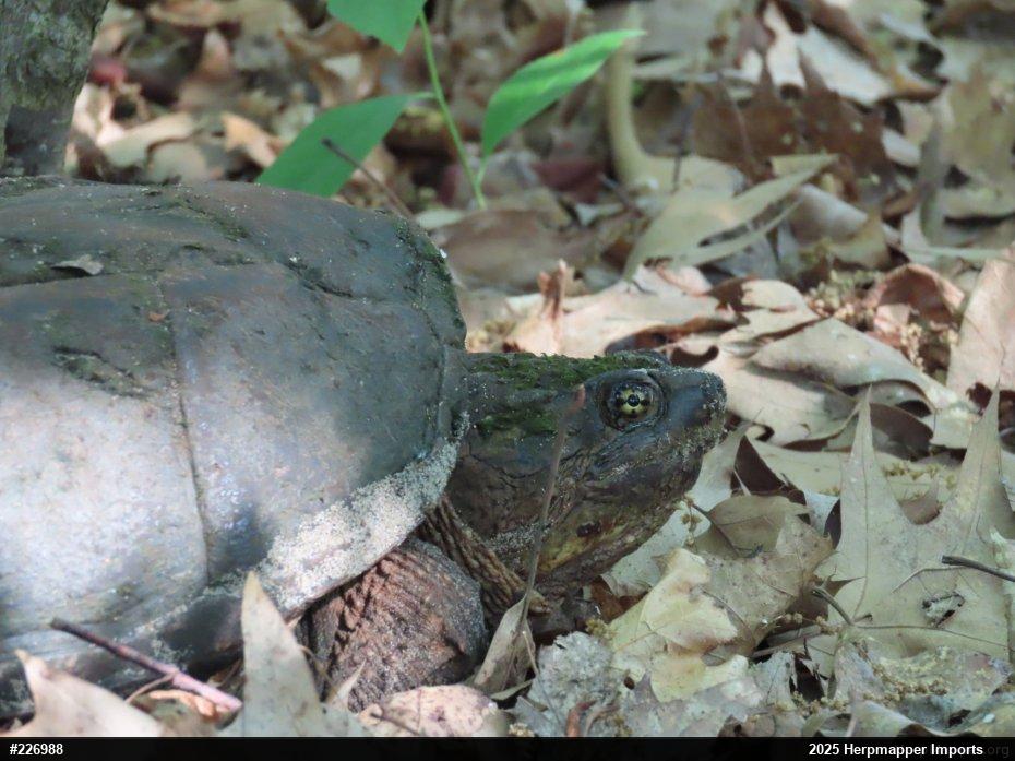 Snapping Turtle