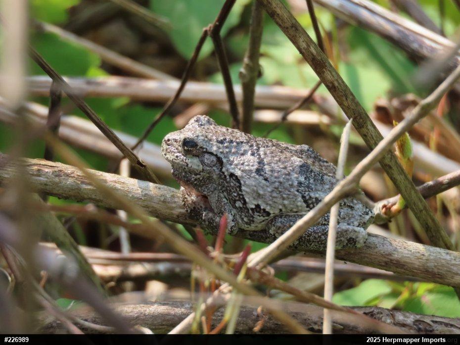 Unknown Gray Treefrog