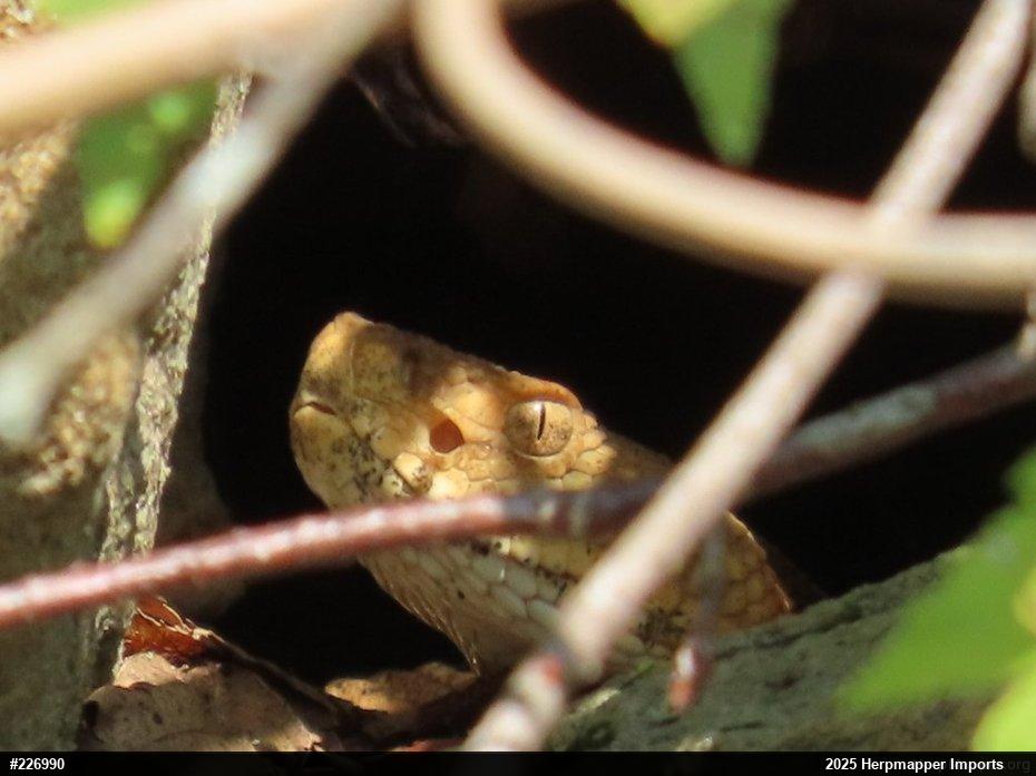 Timber Rattlesnake