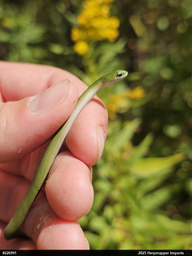 Smooth Greensnake