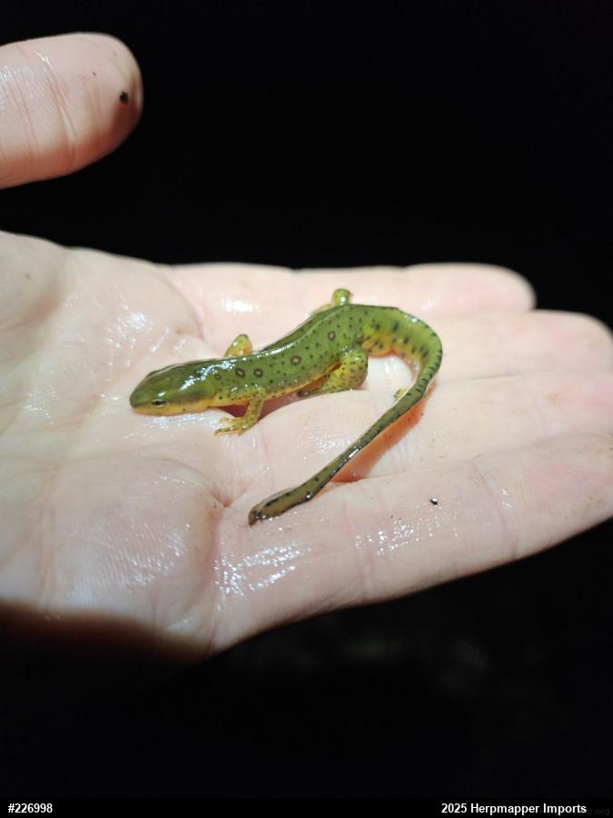 Red-spotted Newt