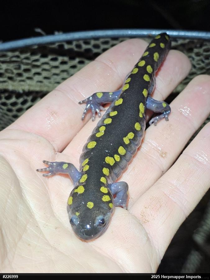 Spotted Salamander