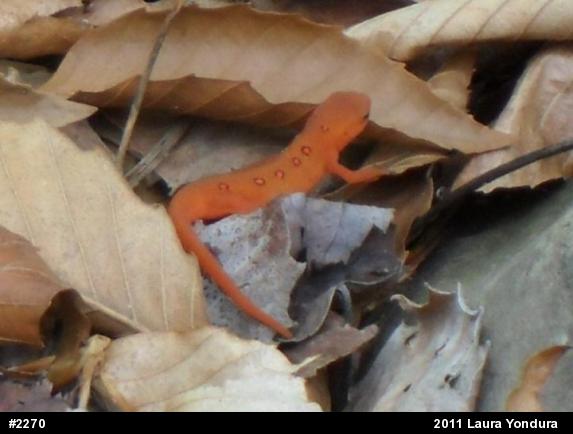 Red-spotted Newt