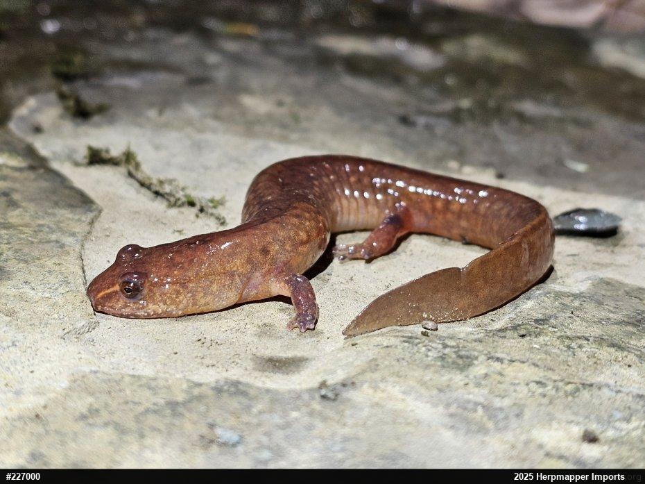 Northern Spring Salamander