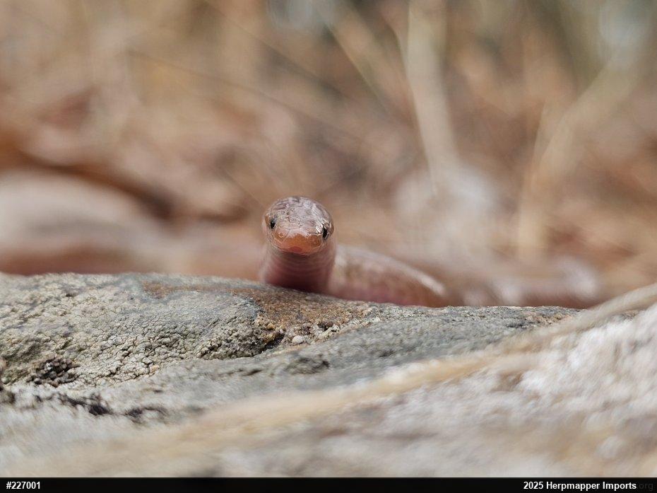 Eastern Wormsnake
