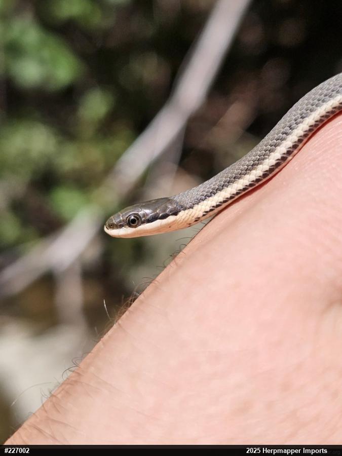 Queensnake